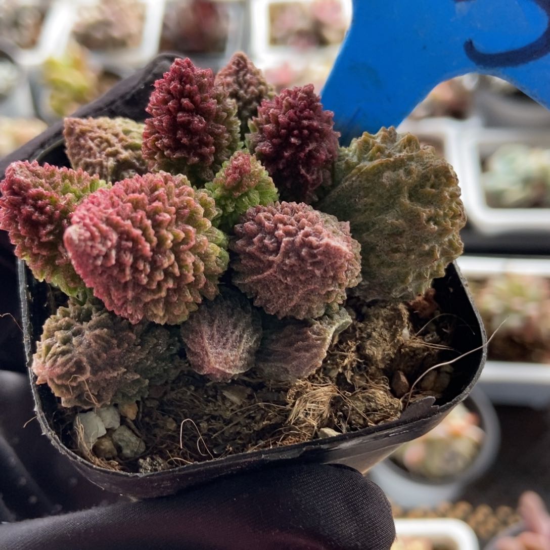 03朱子玉多肉植物保护