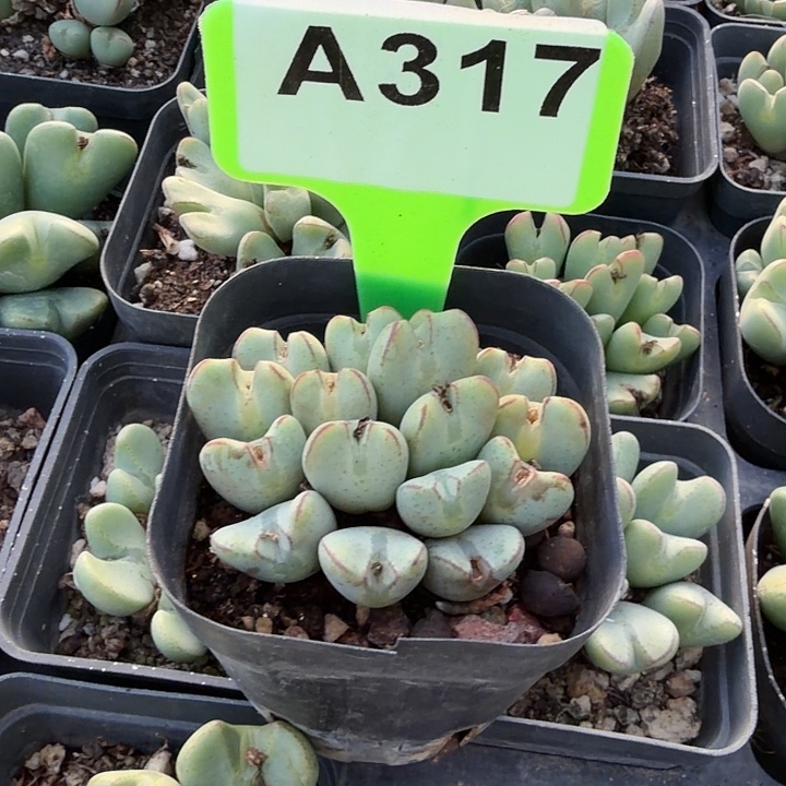 用***猫317mmmmmmmnnnjjgggggg