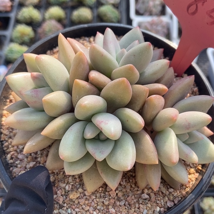 837桃花源多肉植物保护