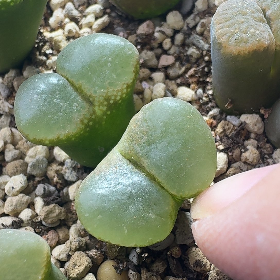 7号双头翻窗风铃一物一拍