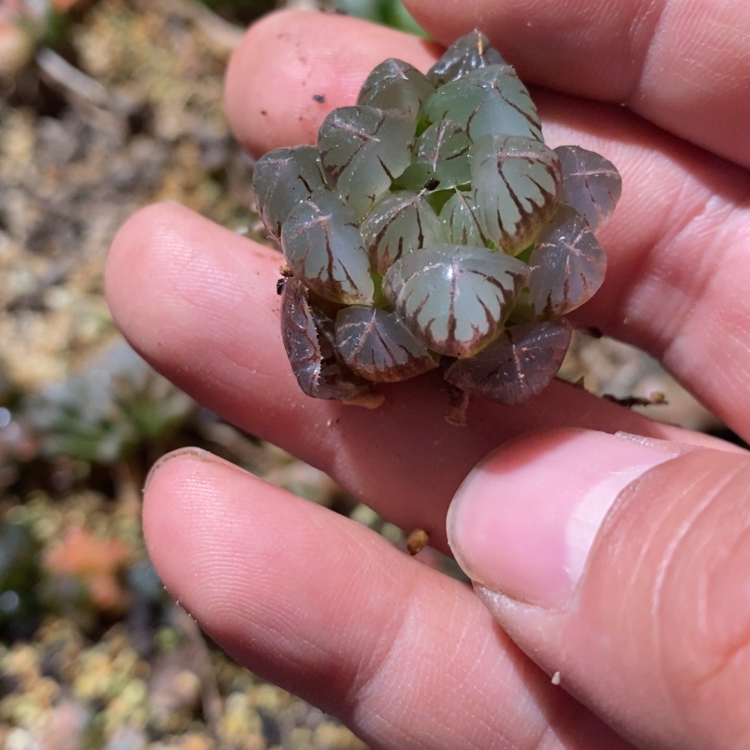 卡***佈2484 一颗福利。   