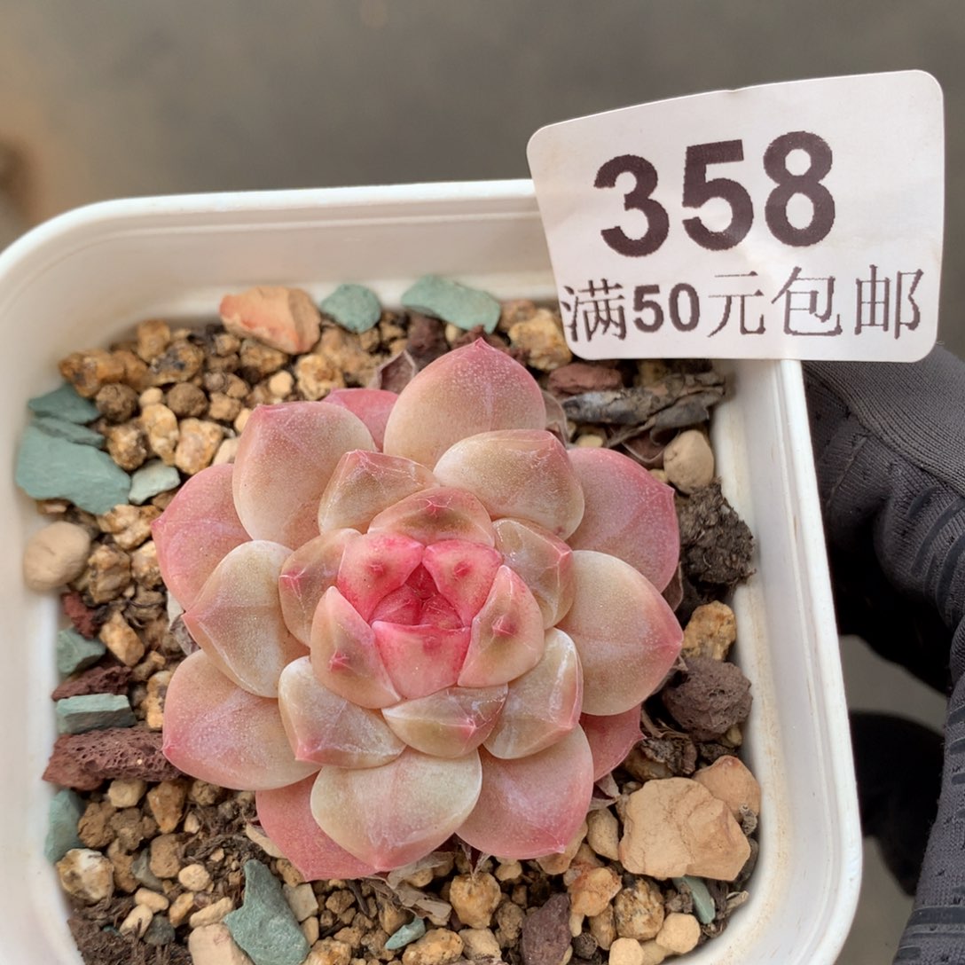 358。秘境冰魄4cm。