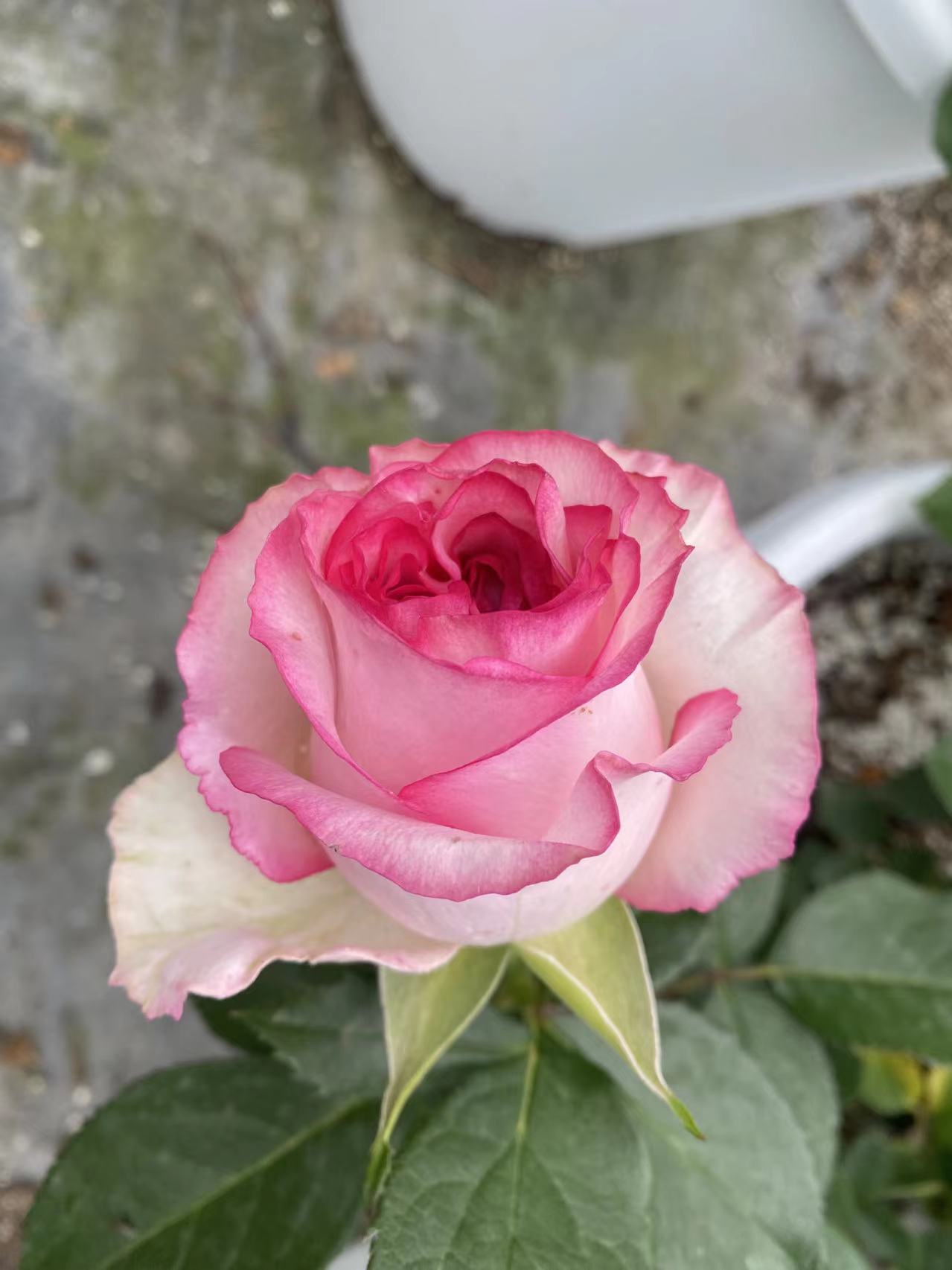 贝拉维塔大苗浓香月季