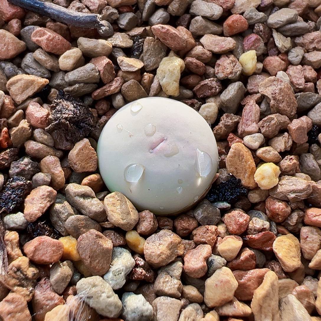 434v嘴，主图后代，尺寸1.3cm。