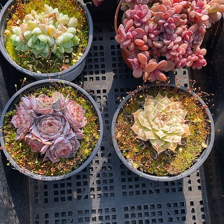 53 多肉植物盆栽花卉植物