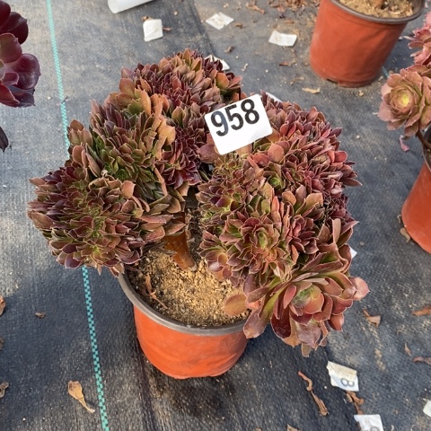 玫瑰缀多肉植物法师不包损