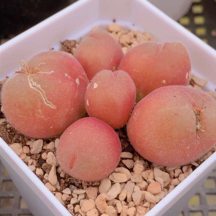 巨无霸长毛254556789578666