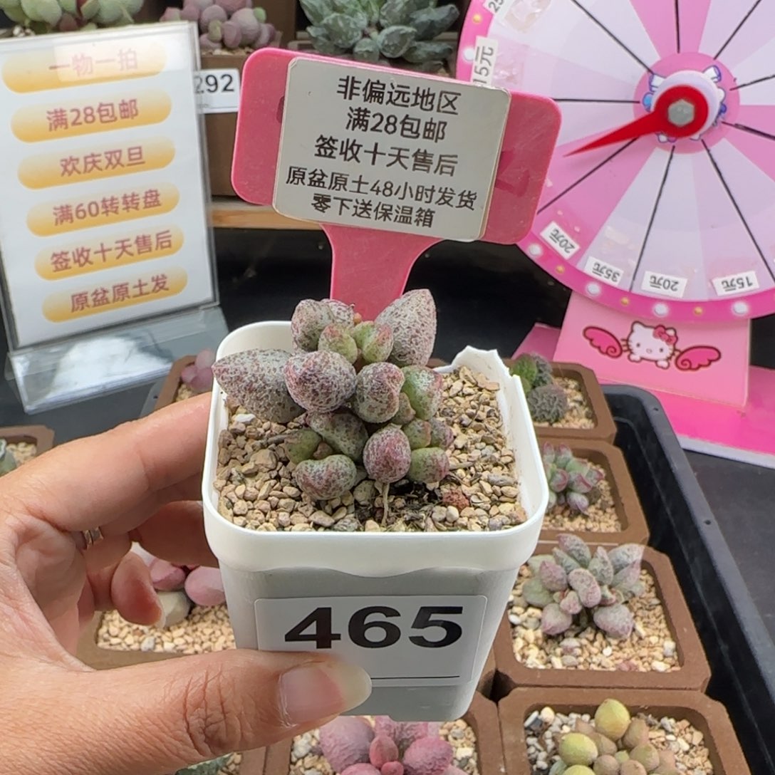 小***子465蜜桃格林多肉植物