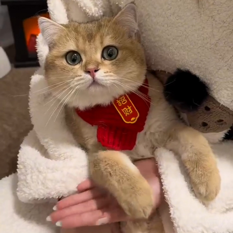 2026宠物新年围巾猫咪招财冬季针织猫狗保暖马年装饰品喜庆红围脖