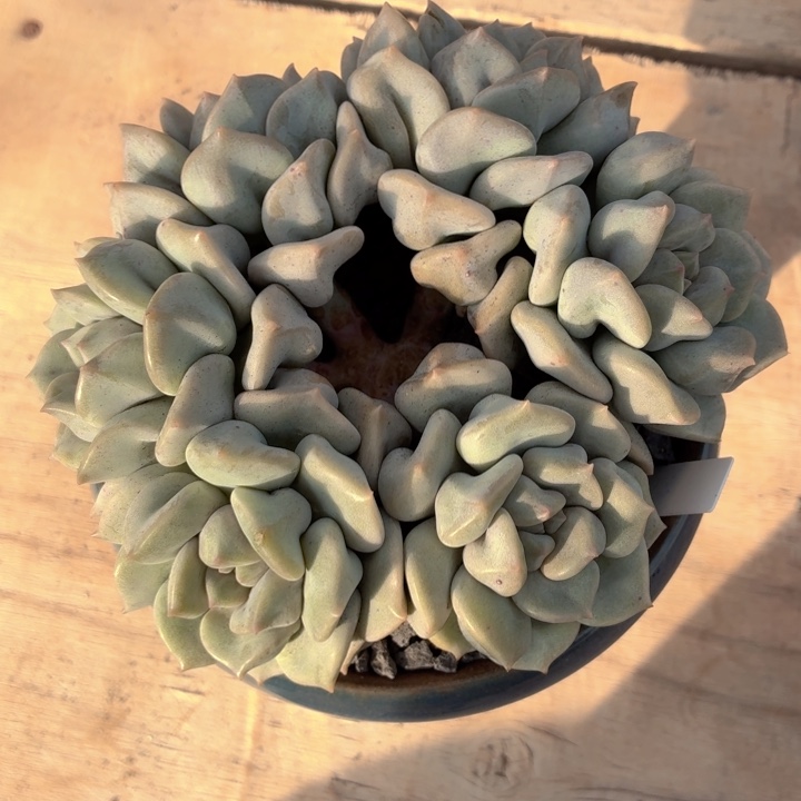 多肉植物 超奶一物一拍-4