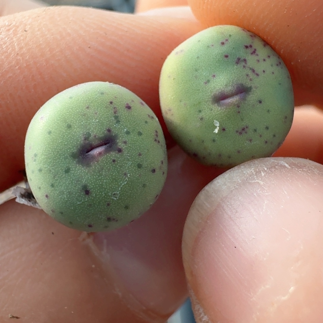 543两颗紫皮大红嘴