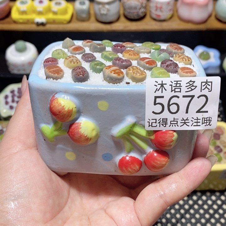 带盆土植物 一物一拍5672