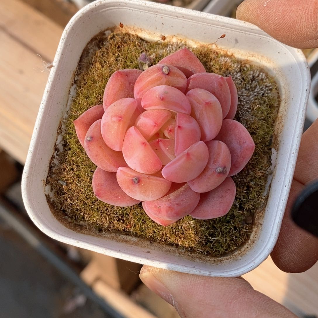 精品多肉一物一拍不包整547