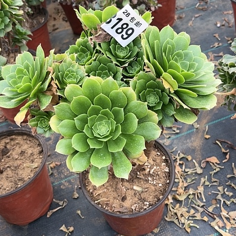 189绿羊绒不包断枝