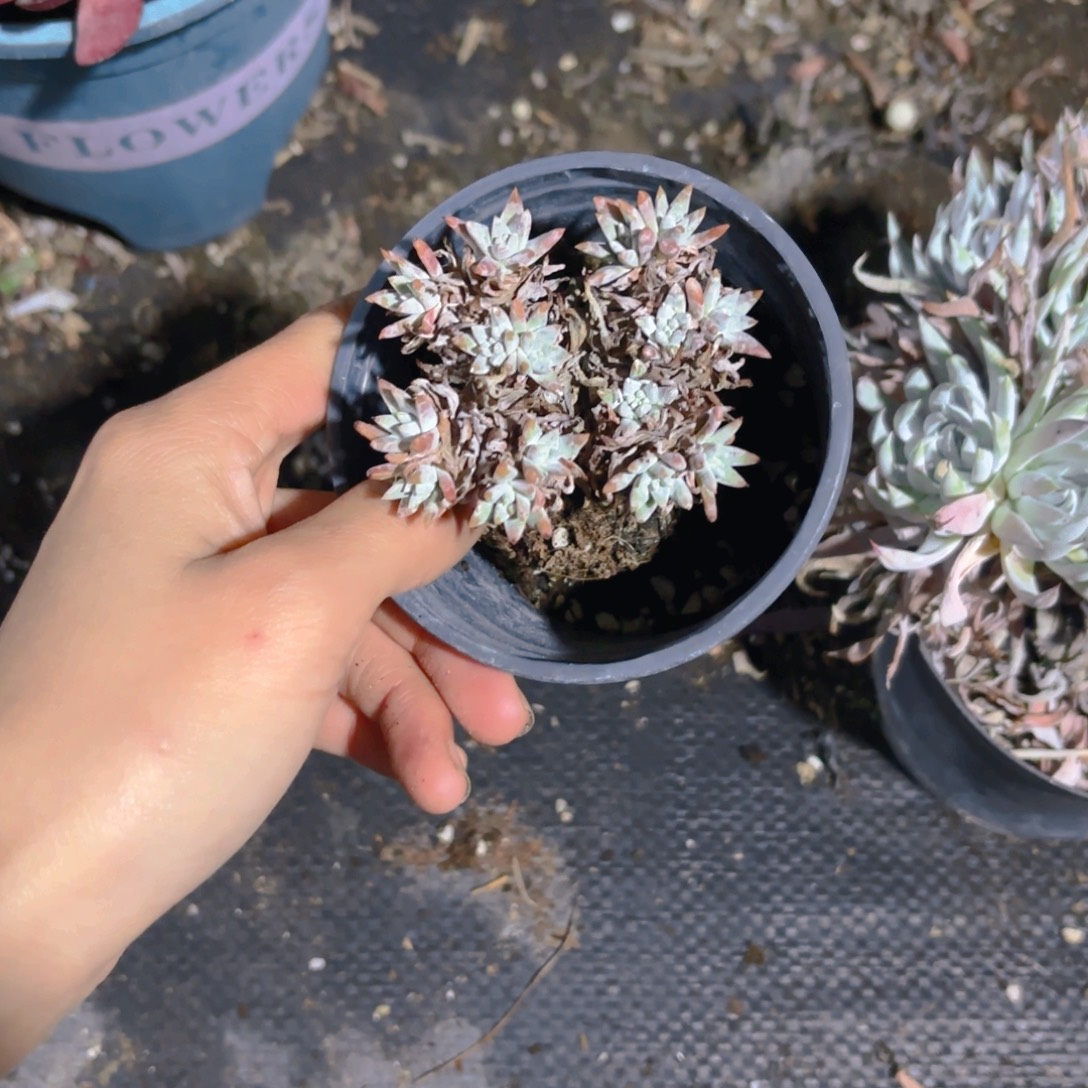 蒲***₃9cm白菊新疆包邮老桩