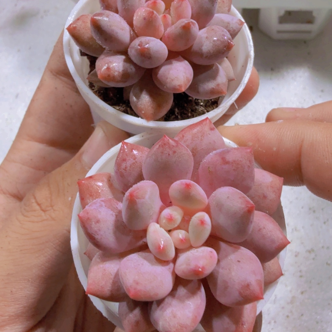 半夏五厘米盆一颗福利