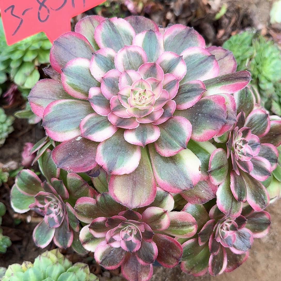 3-8591海神多肉法师