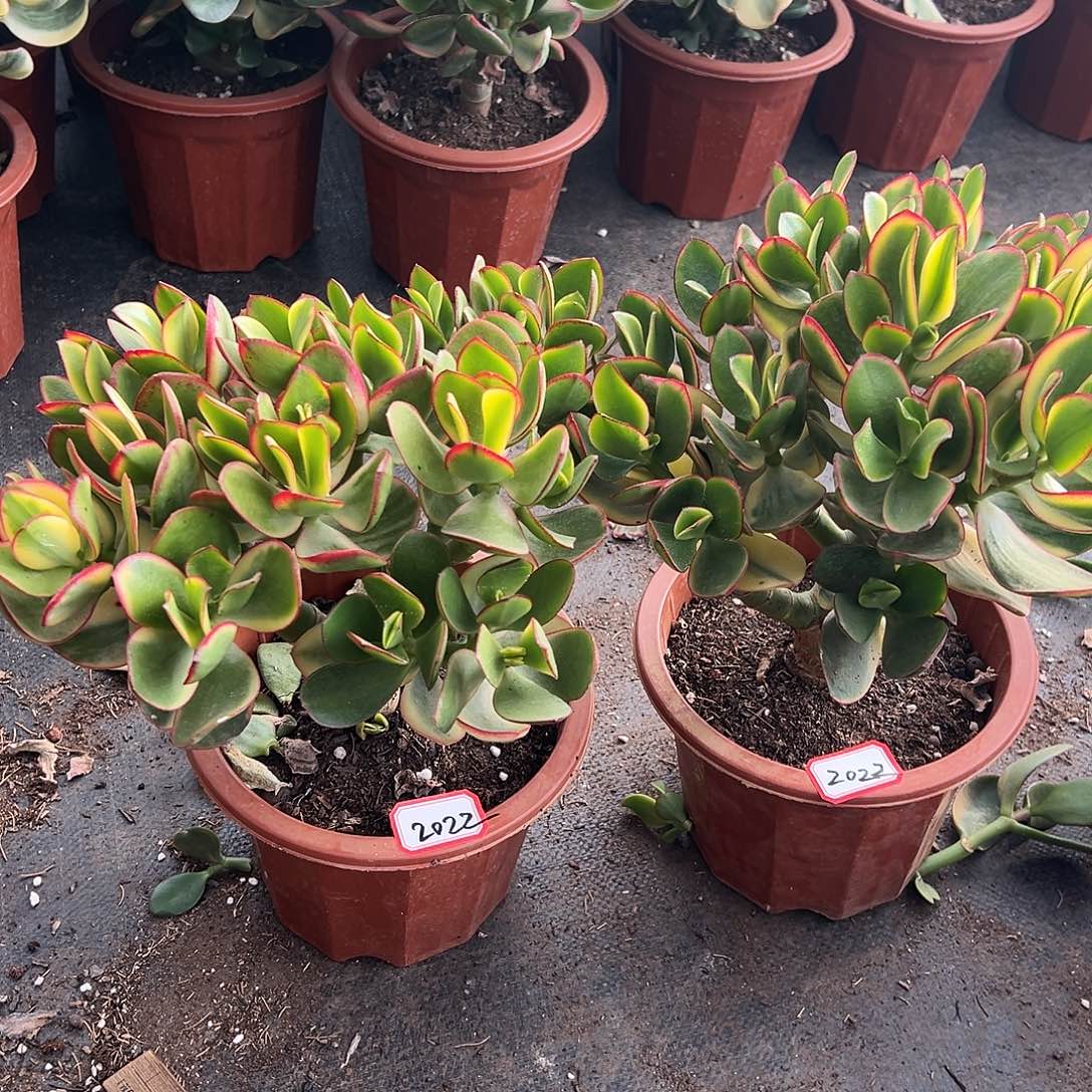 拽***界稀有新花月锦两盆带土球发货2022