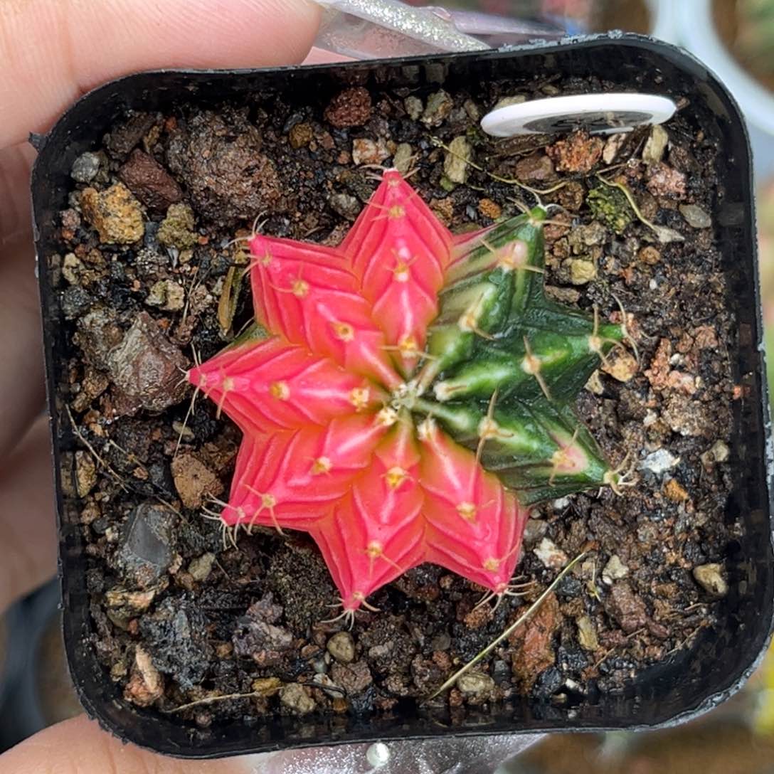 85    带盆土发货