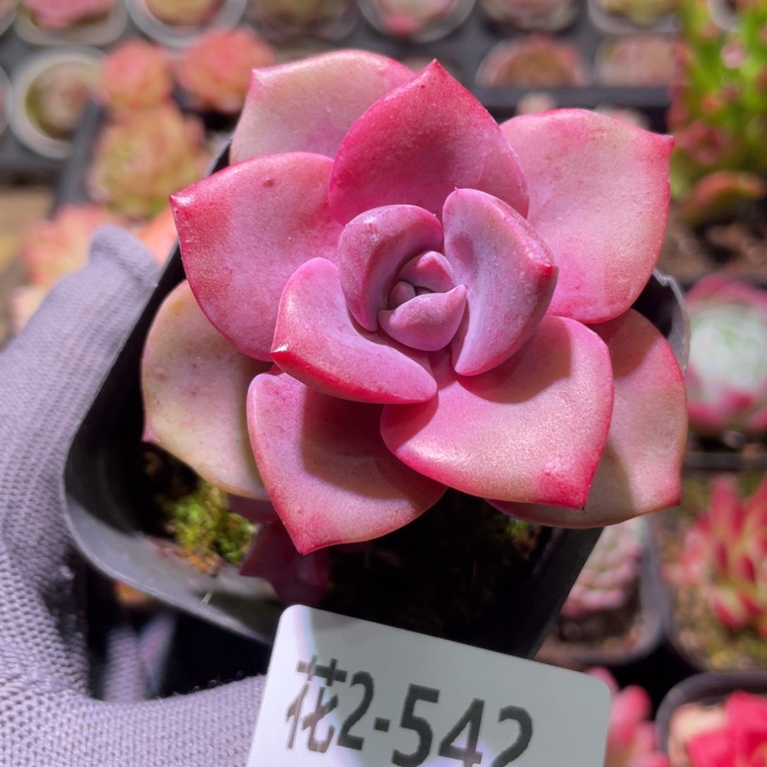 花利美2-542彩虹糖