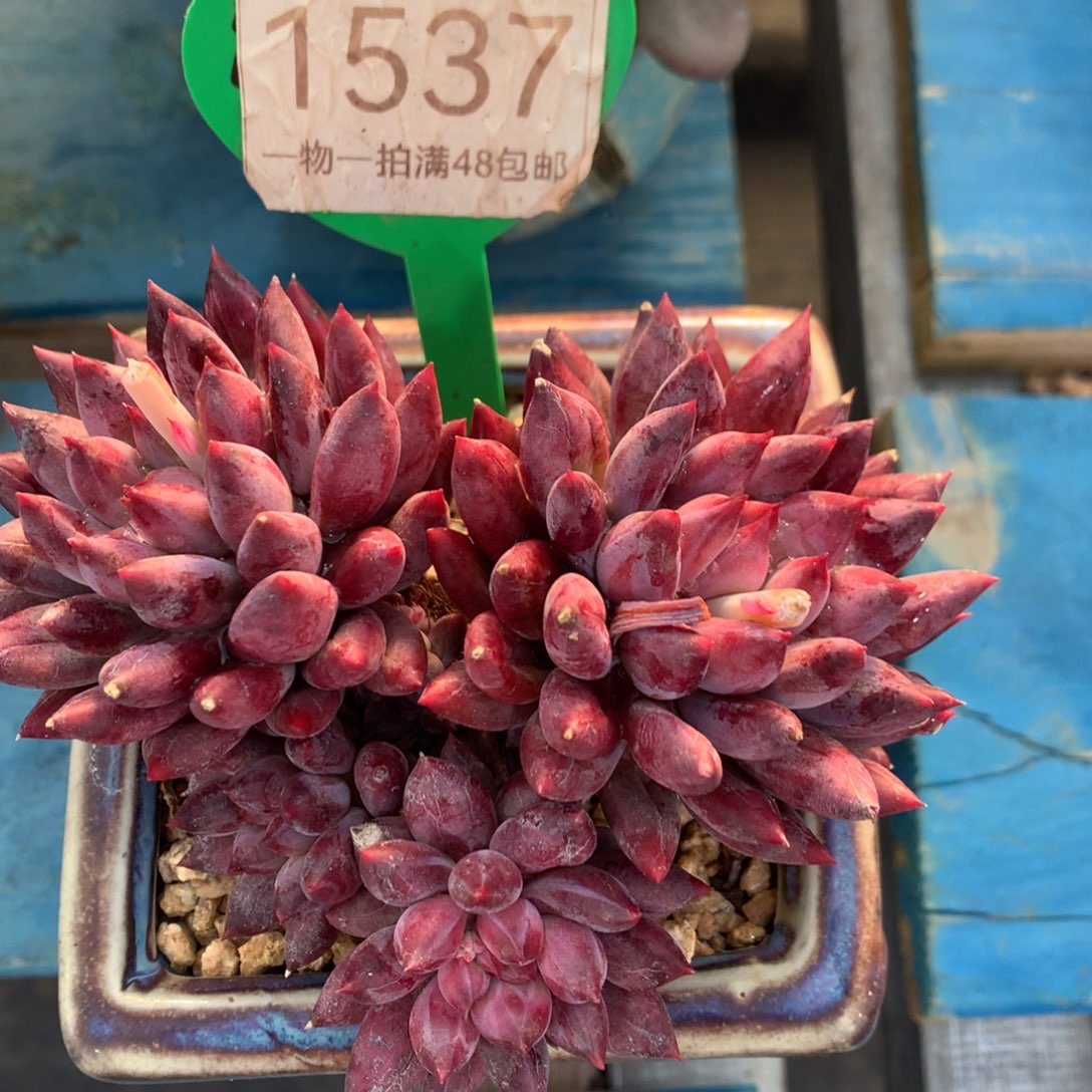 羽毛纹虞美人开播福利