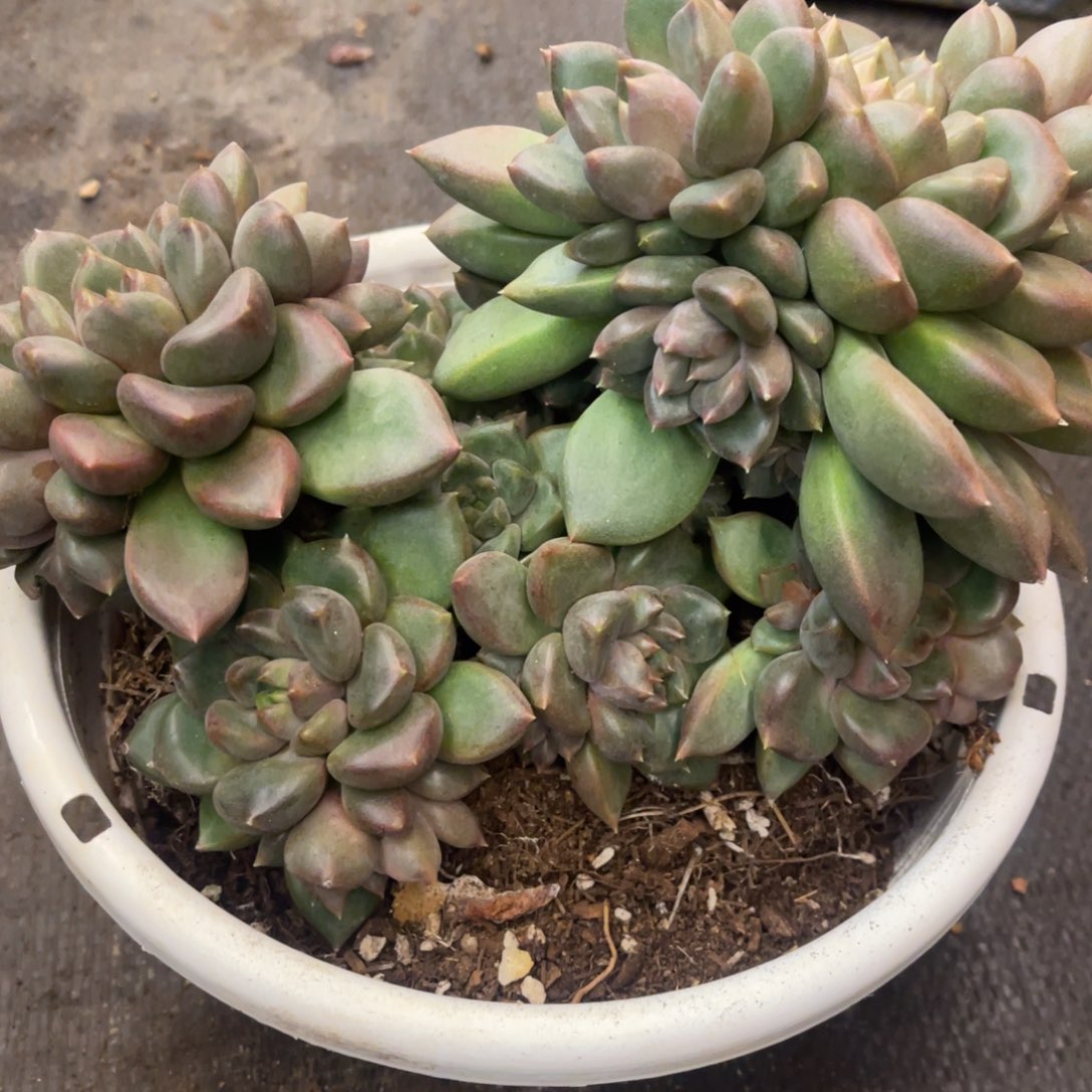 梦***萍8686686868686886688668