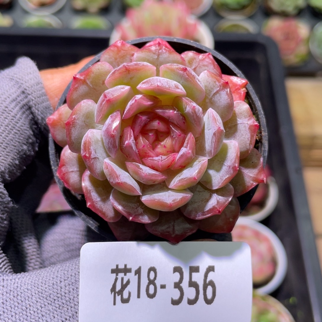 花利美18-356糖心