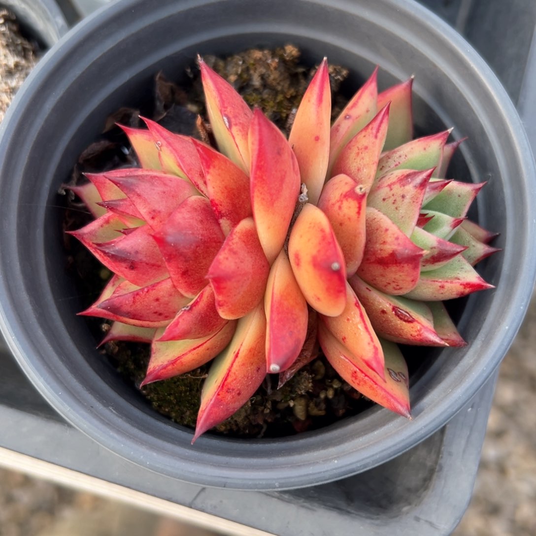 斯特拉（满38包邮）多肉