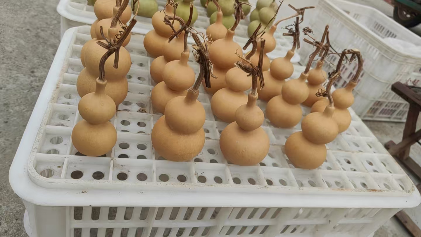 陶山葫芦一物一拍001-50