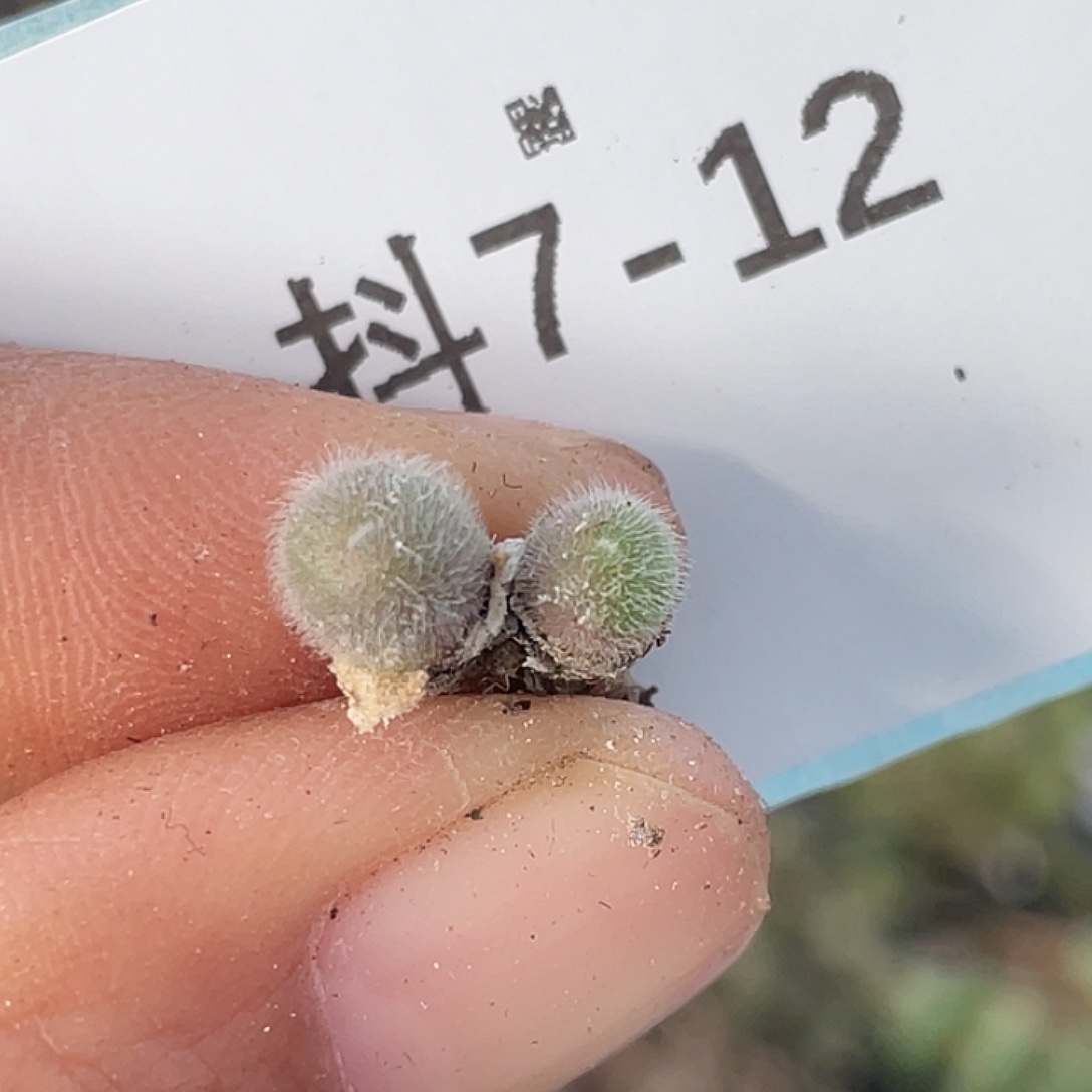 7-12毛球多肉植物