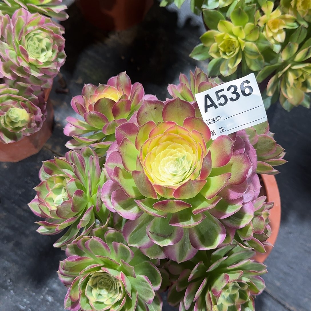 海仙多肉法师a536