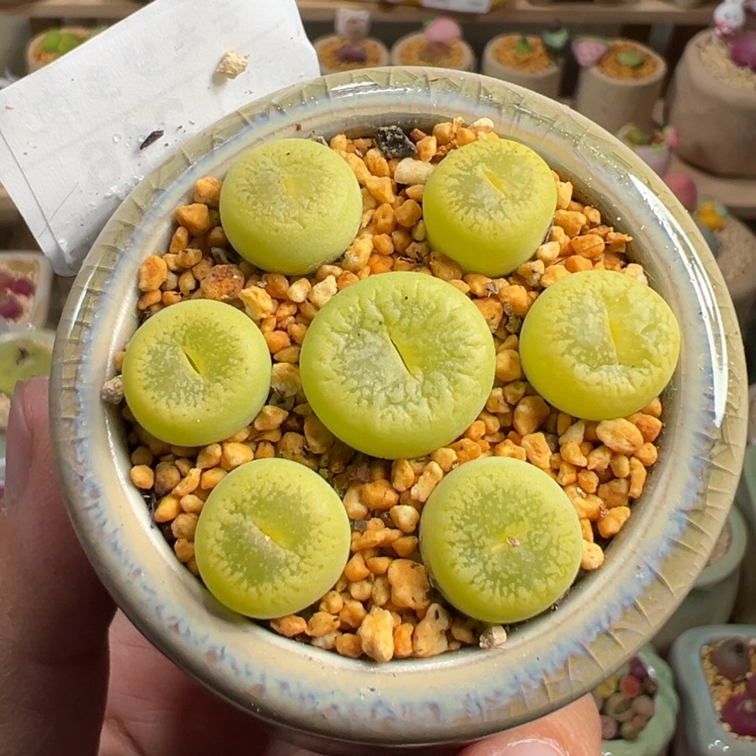 多肉植物39号绿光阳