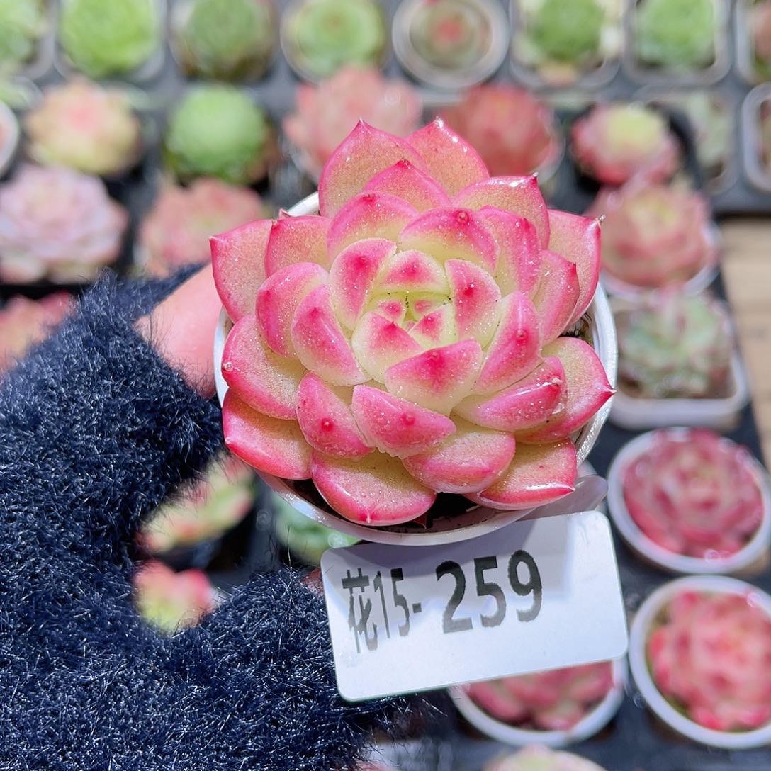 花利美15-259新品