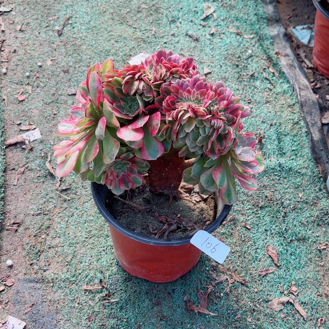 106轮回缀化多肉植物