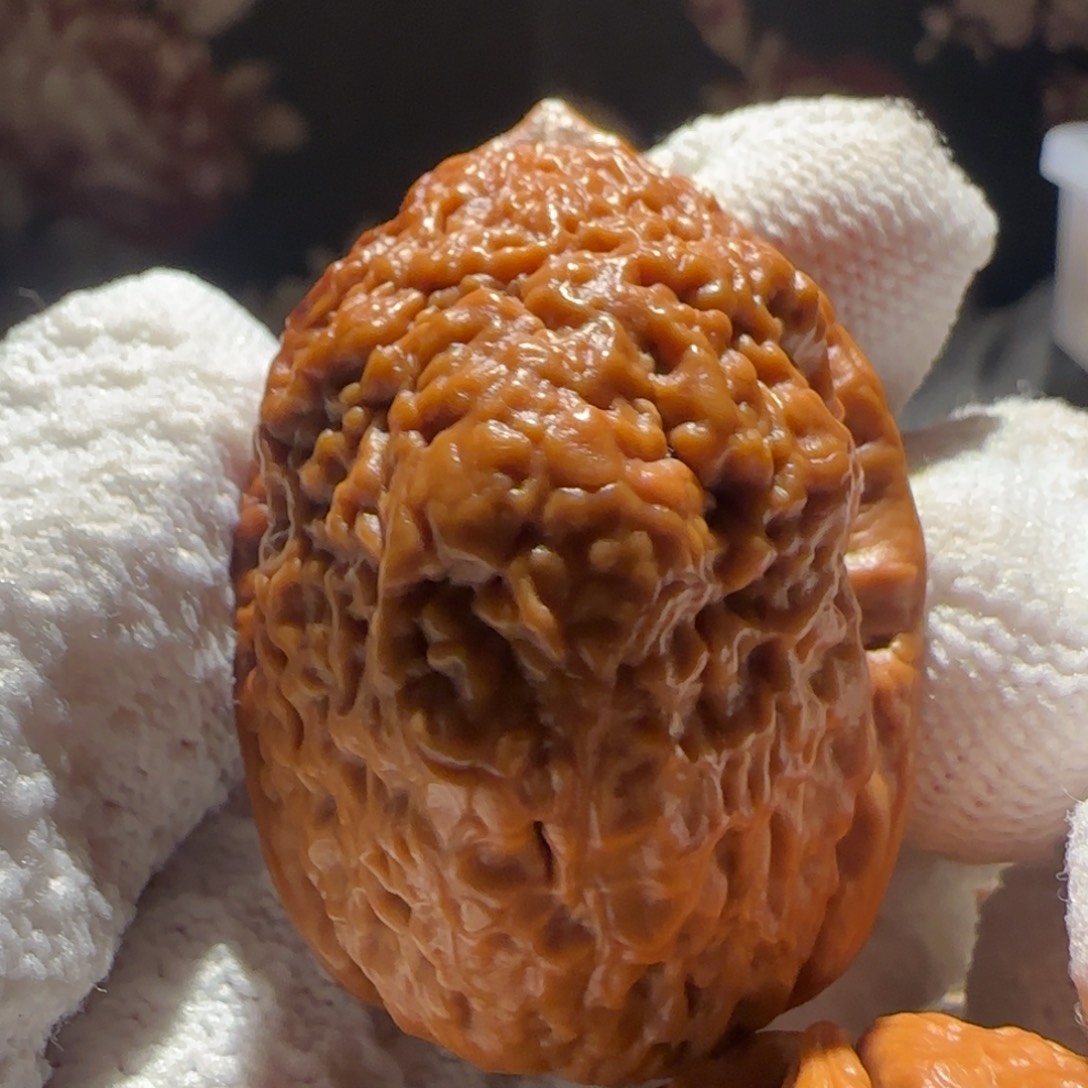 把件文玩核桃红樱枪