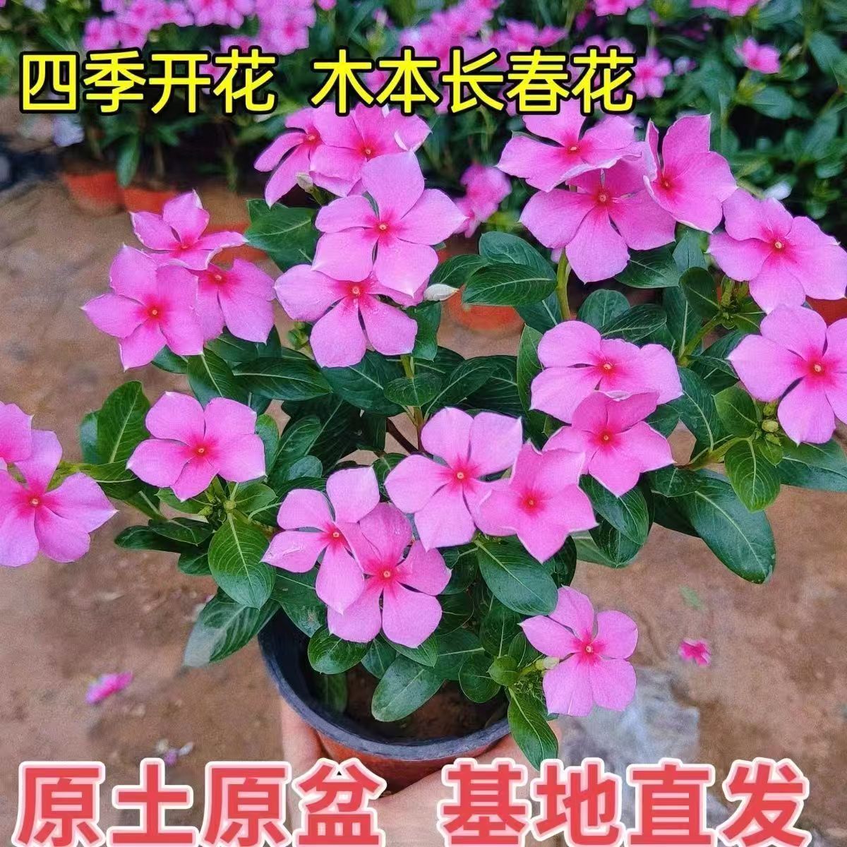 长春花盆栽带花苞四季观花耐热耐旱好养植物适合阳台庭院
