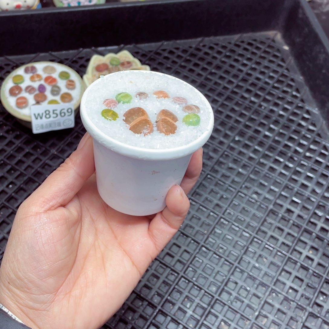 w8570-零下地区拍保温箱-15支持寄养