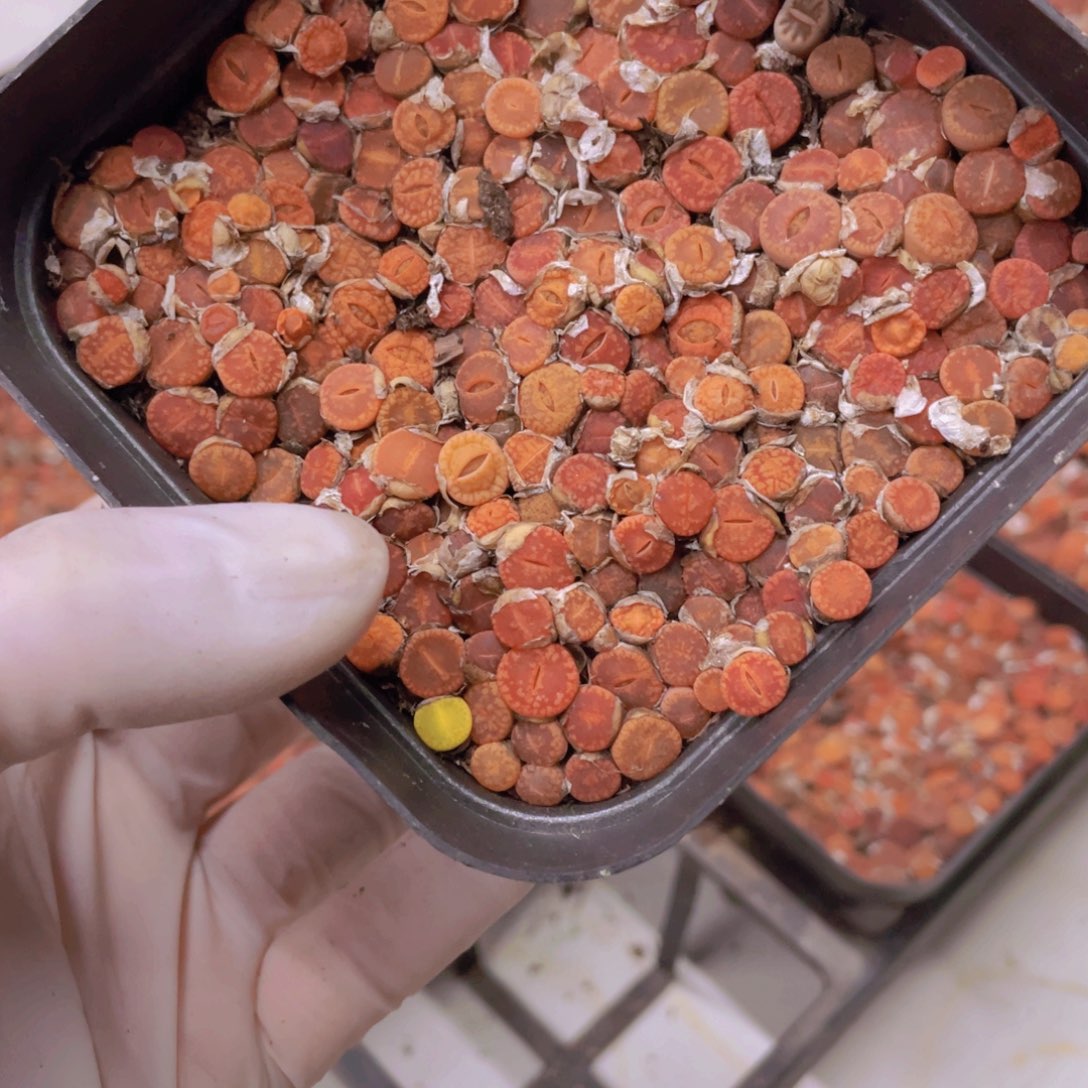 一盒红日轮8888888888