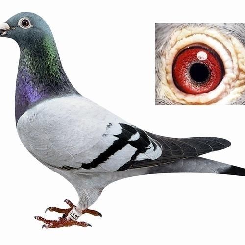 青年鸽信鸽一对种鸽公棚鸽子用品脚环
