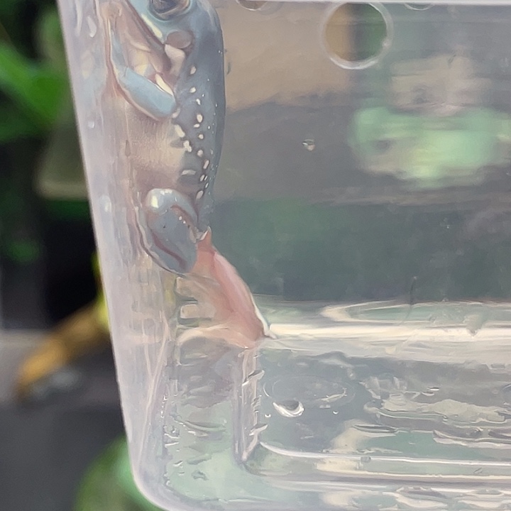 盖****老爷树蛙34号邮费