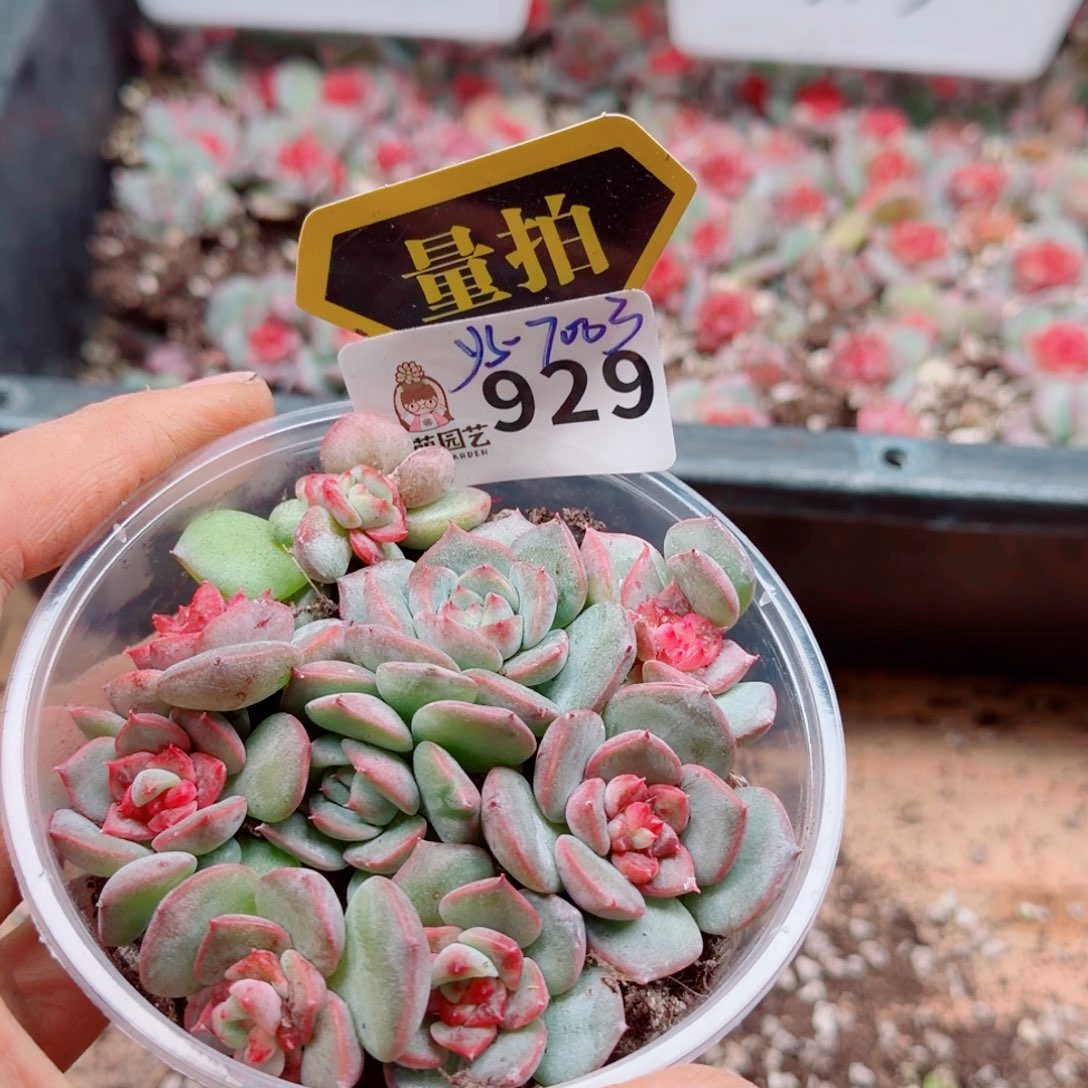 多肉植物多肉植物