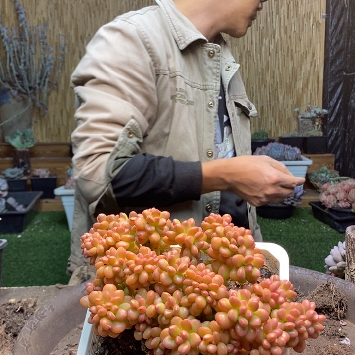 小****315号香格里拉多肉植物