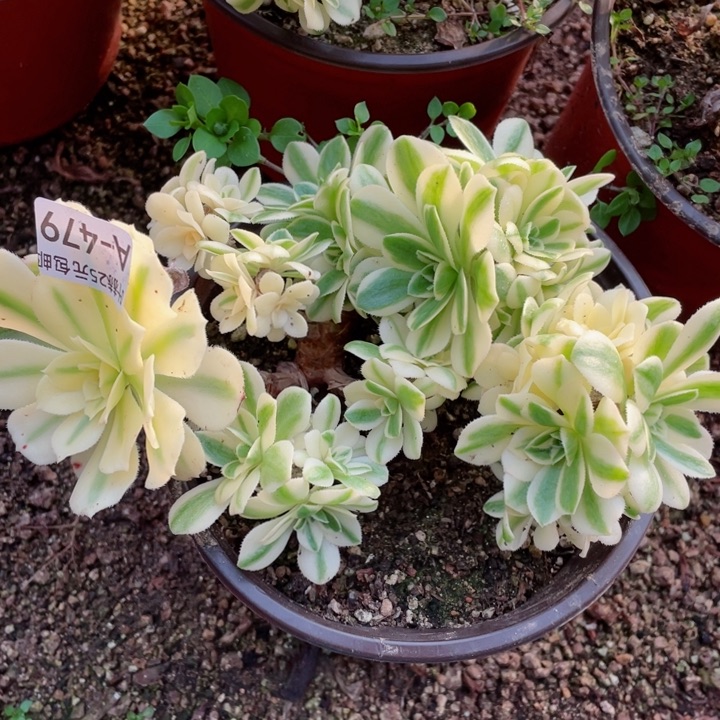 479迈巴赫有砍多肉12345678不包掉头