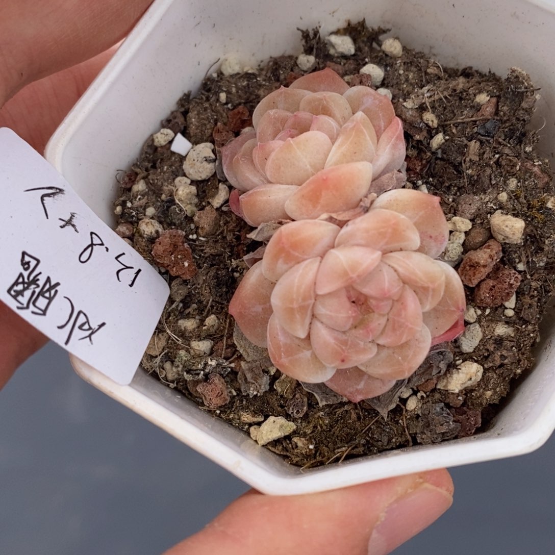 春泥家多肉一物一拍9.9包邮A01