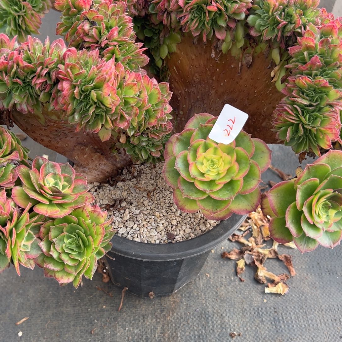 L***叶222海王缀多肉多肉多肉多肉