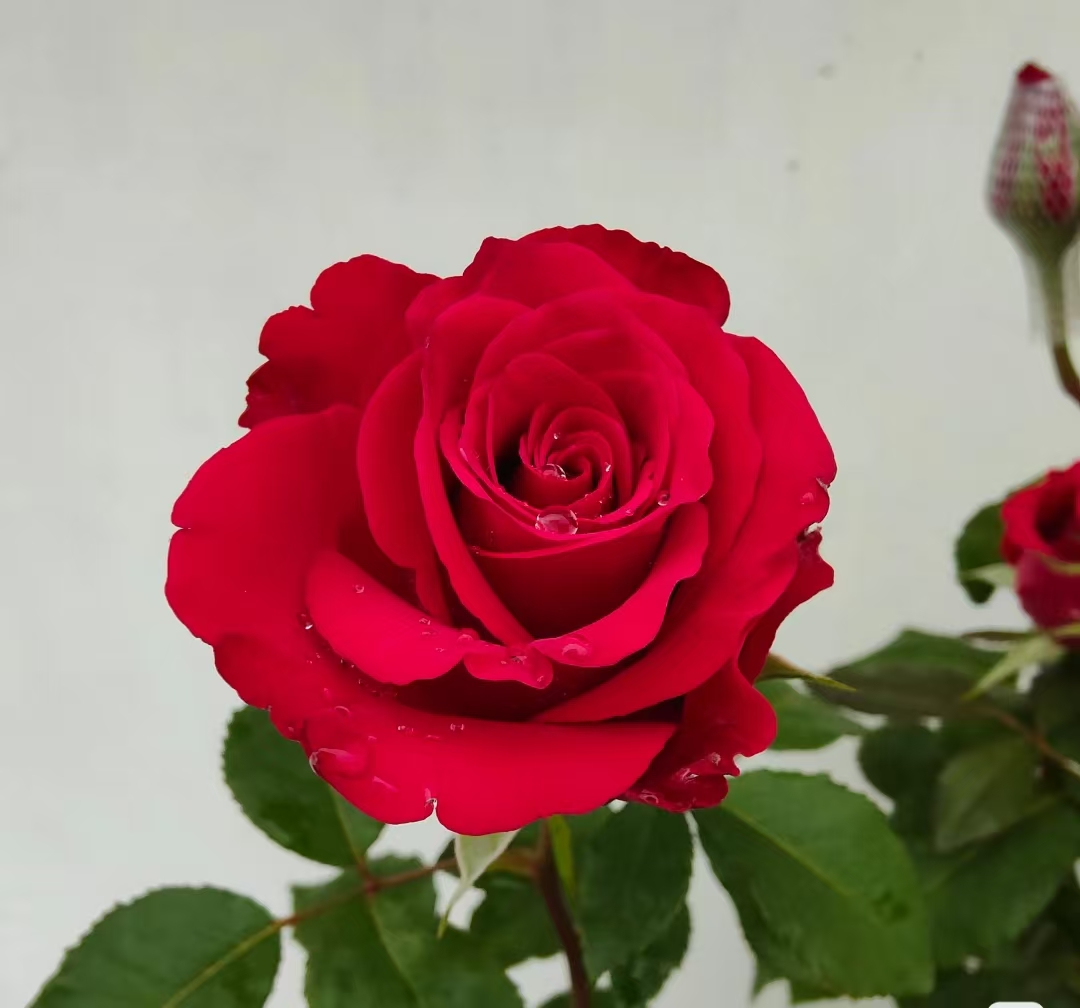 140盆新娘玫瑰玫瑰花月季月季花盆栽花卉室内外阳台庭院四季开花
