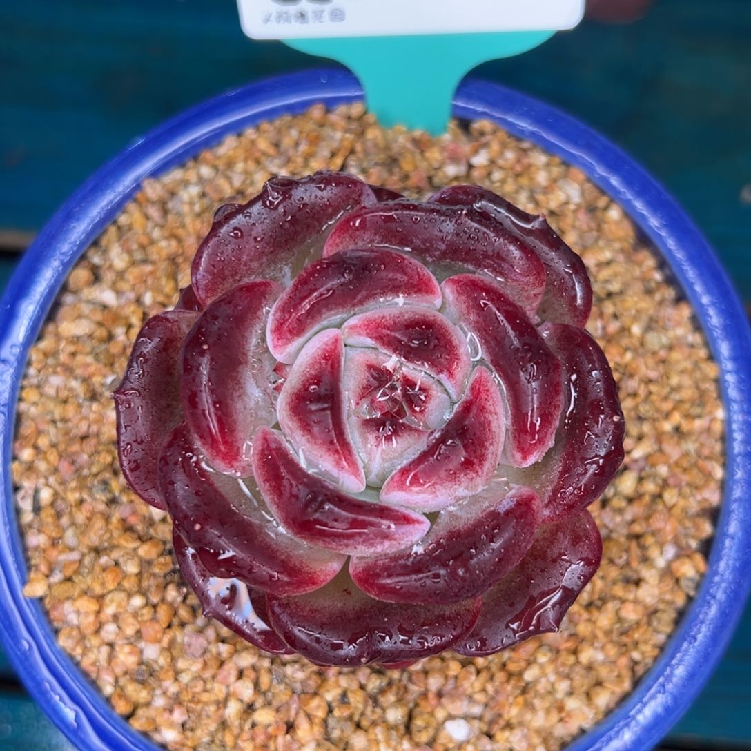 从前慢多肉精选编号0115.172