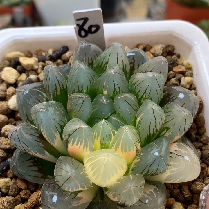 实生玉露锦带盆土发货