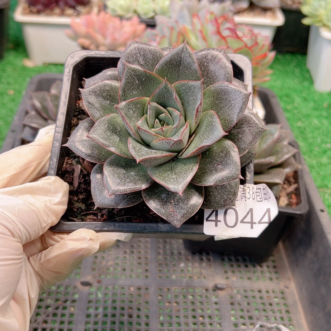 治***活无花朵多肉一物一拍植物4044