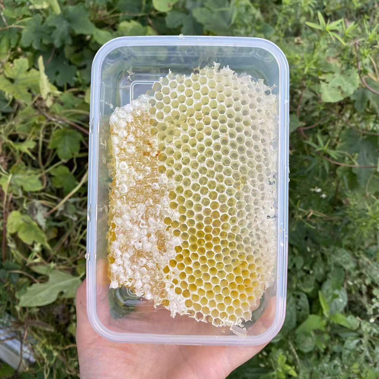 【新品少少蜜】野山花百花蜂蜜蜂巢胚坠蜜脾吃播